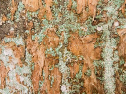 texturas0005